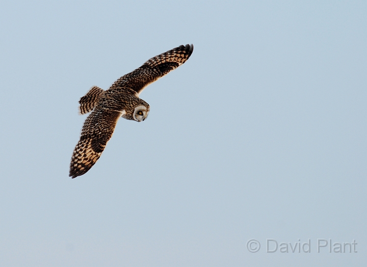 Short-eared owl - O.JPG - Short-eared owl - Gloucestershire